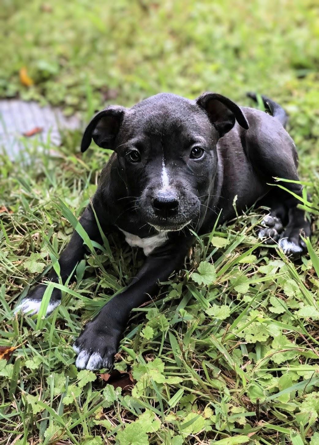 Enlarge Belle, a Adoptable Staffordshire Bull Terrier in Knoxville, TN image 3/6