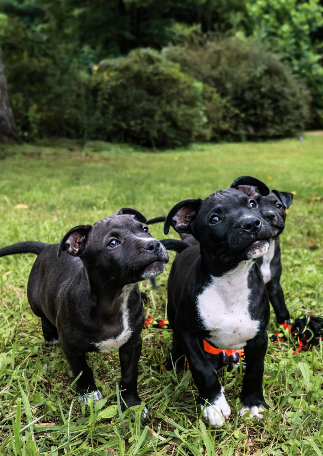 Enlarge Belle, a Adoptable Staffordshire Bull Terrier in Knoxville, TN image 5/6
