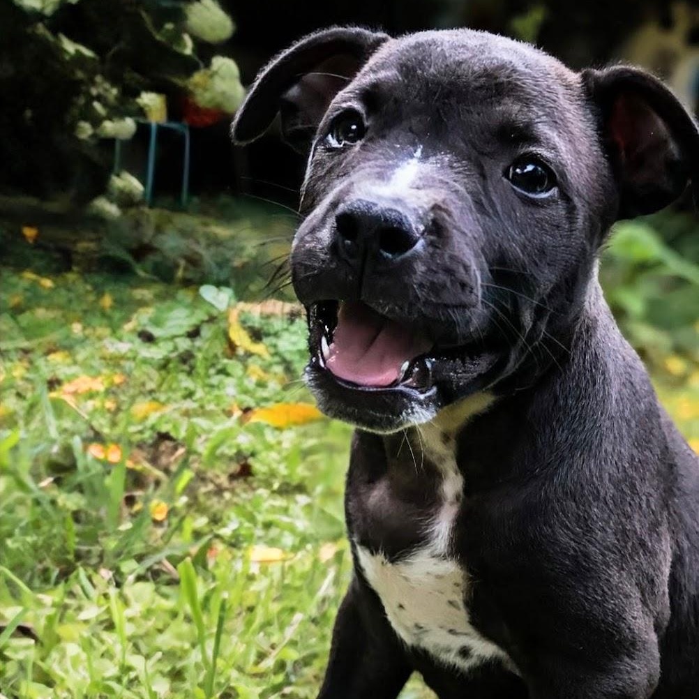 Enlarge Belle, a Adoptable Staffordshire Bull Terrier in Knoxville, TN image 1/6