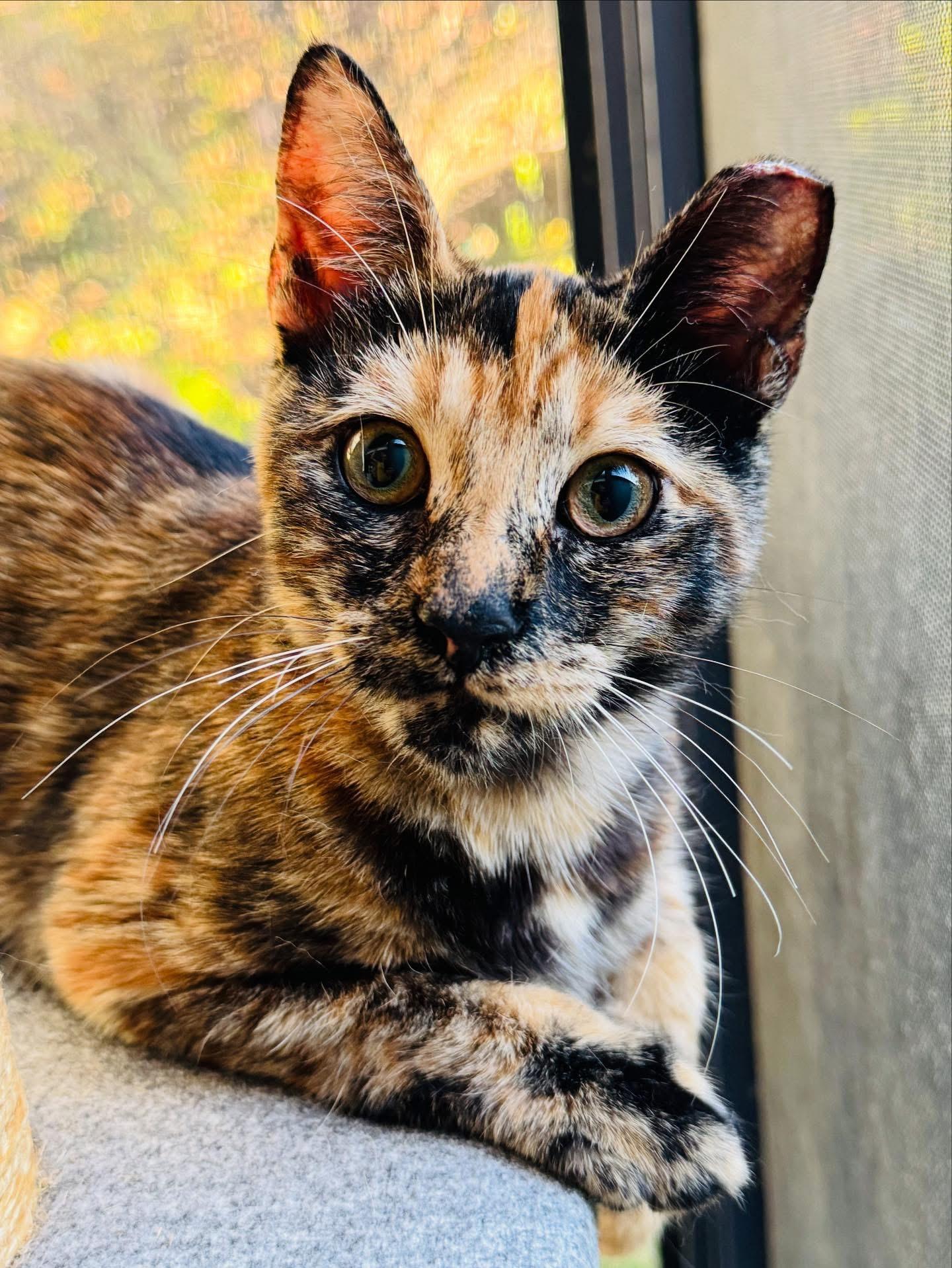 Blossom, a ADOPTABLE Domestic Short Hair in Long Beach, CA image 3/4