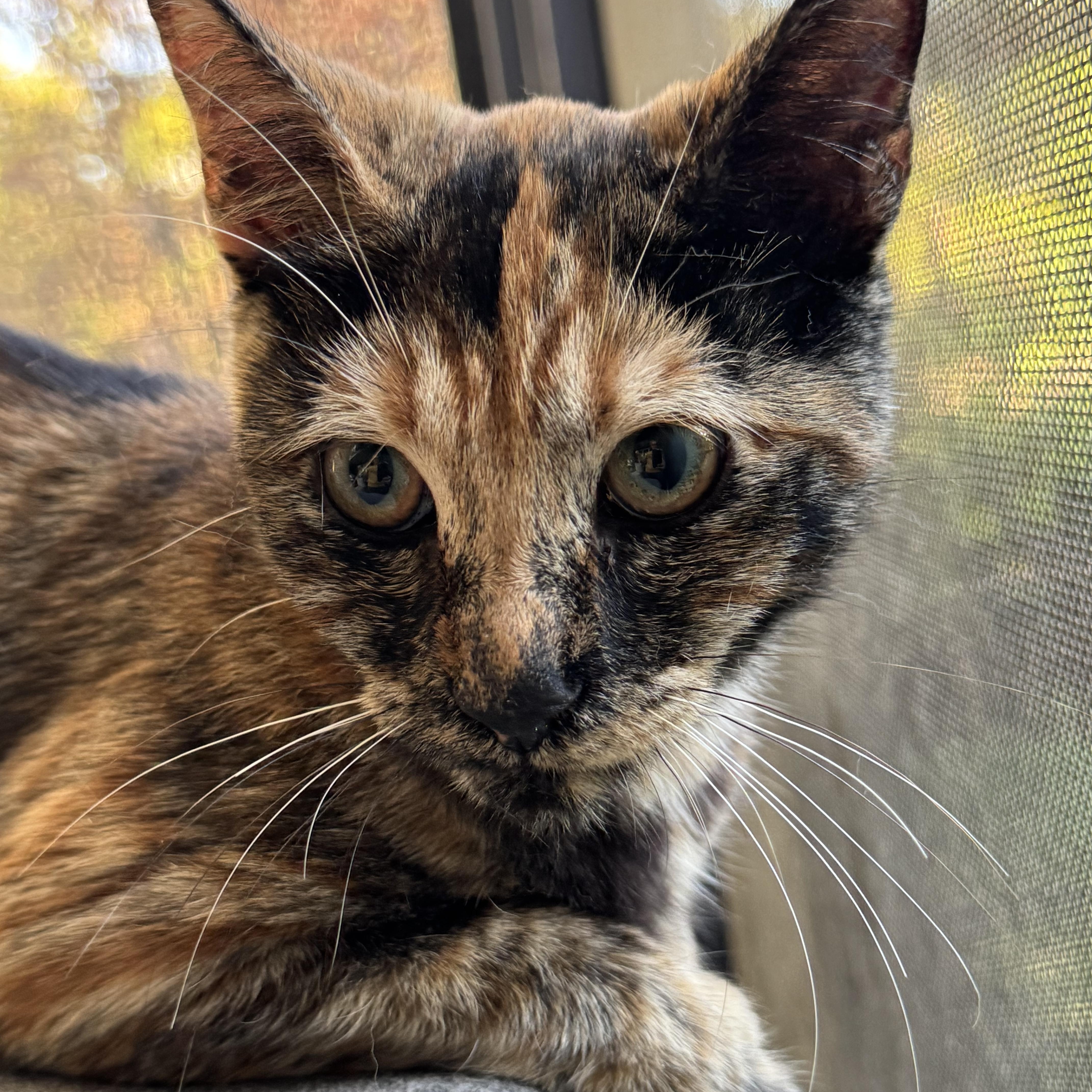 Blossom, ADOPTABLE, Young Female Domestic Short Hair.