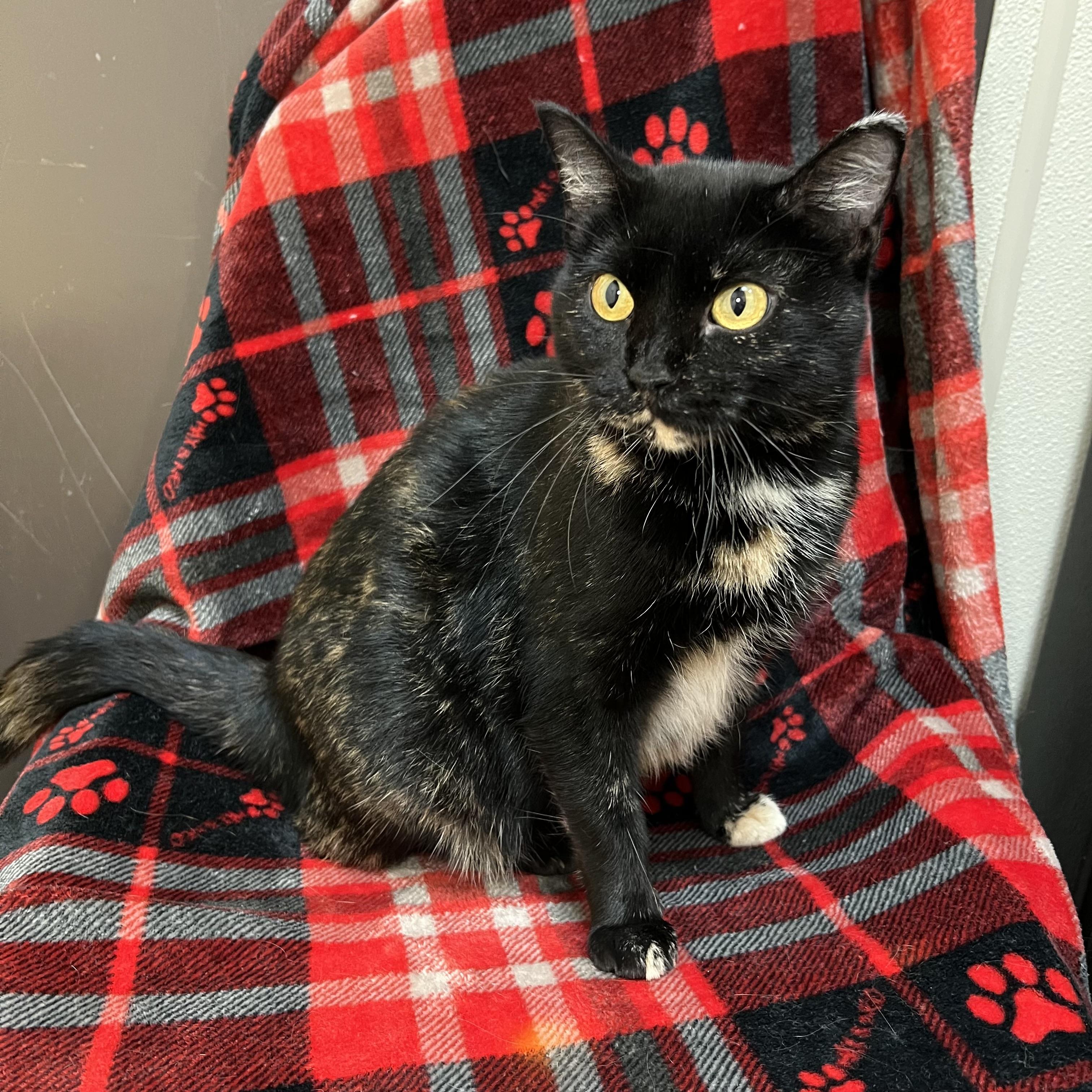 Honeydew, Adoptable, Adult Female Domestic Short Hair.