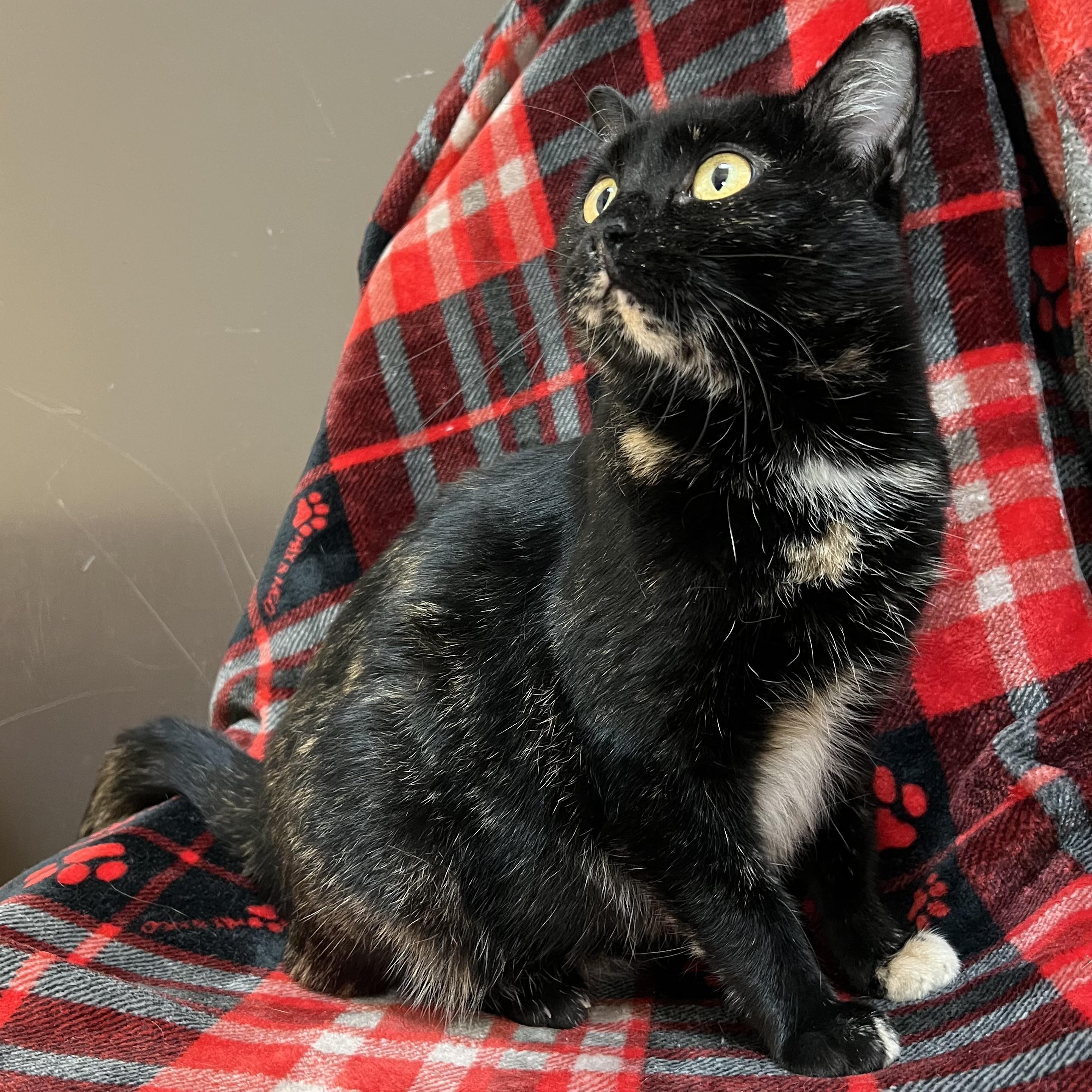 Enlarge Honeydew, a Adoptable Domestic Short Hair in Fairmont, MN image 4/6