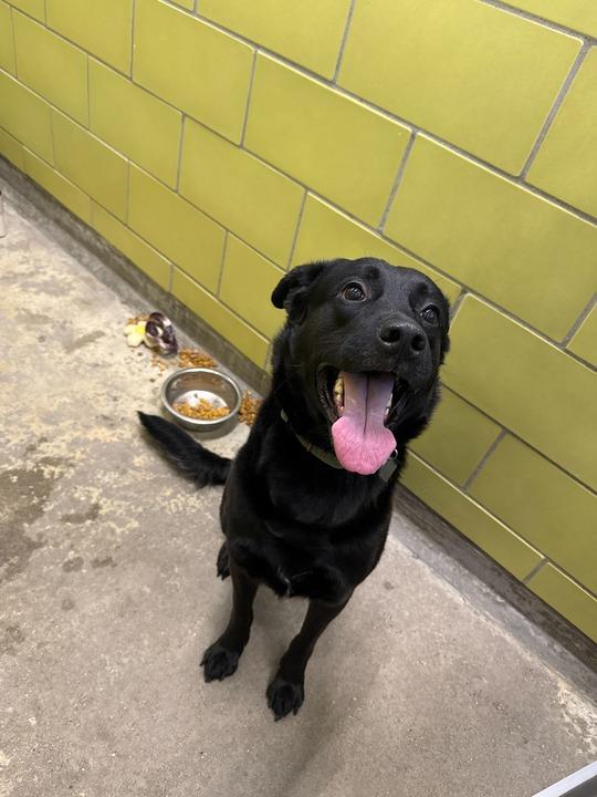 Meeko, Adoptable, Adult Male Mixed Breed.