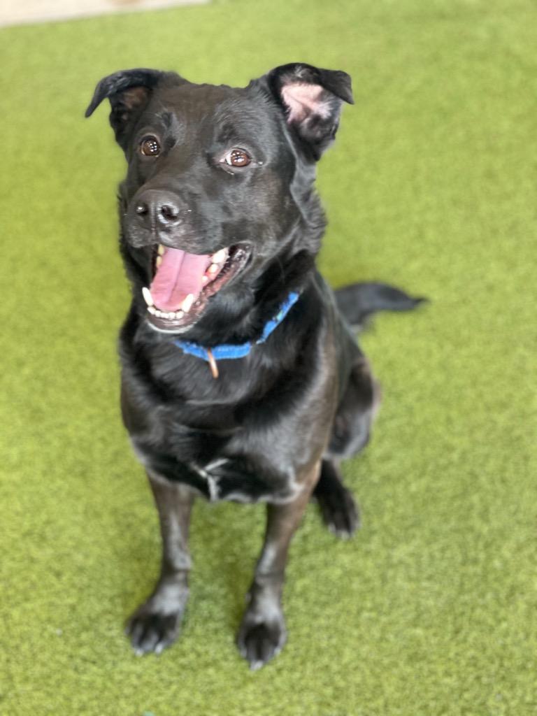 Enlarge Meeko, a Adoptable Mixed Breed in Minot, ND image 2/2
