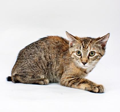 Poppy, Adoptable, Kitten Female Domestic Short Hair & Domestic Short Hair.