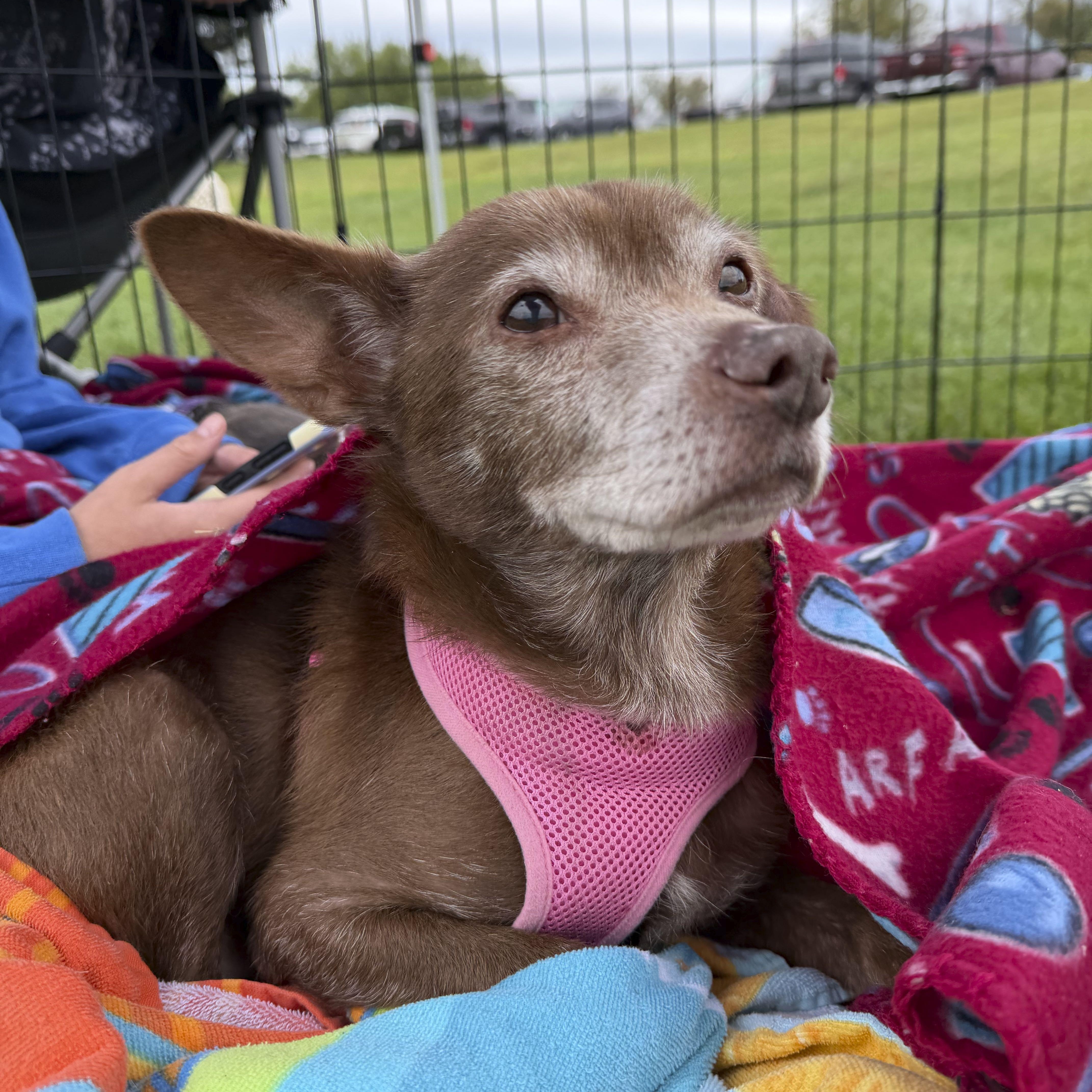Gunner, Adoptable, Senior Male Chihuahua & Dachshund.