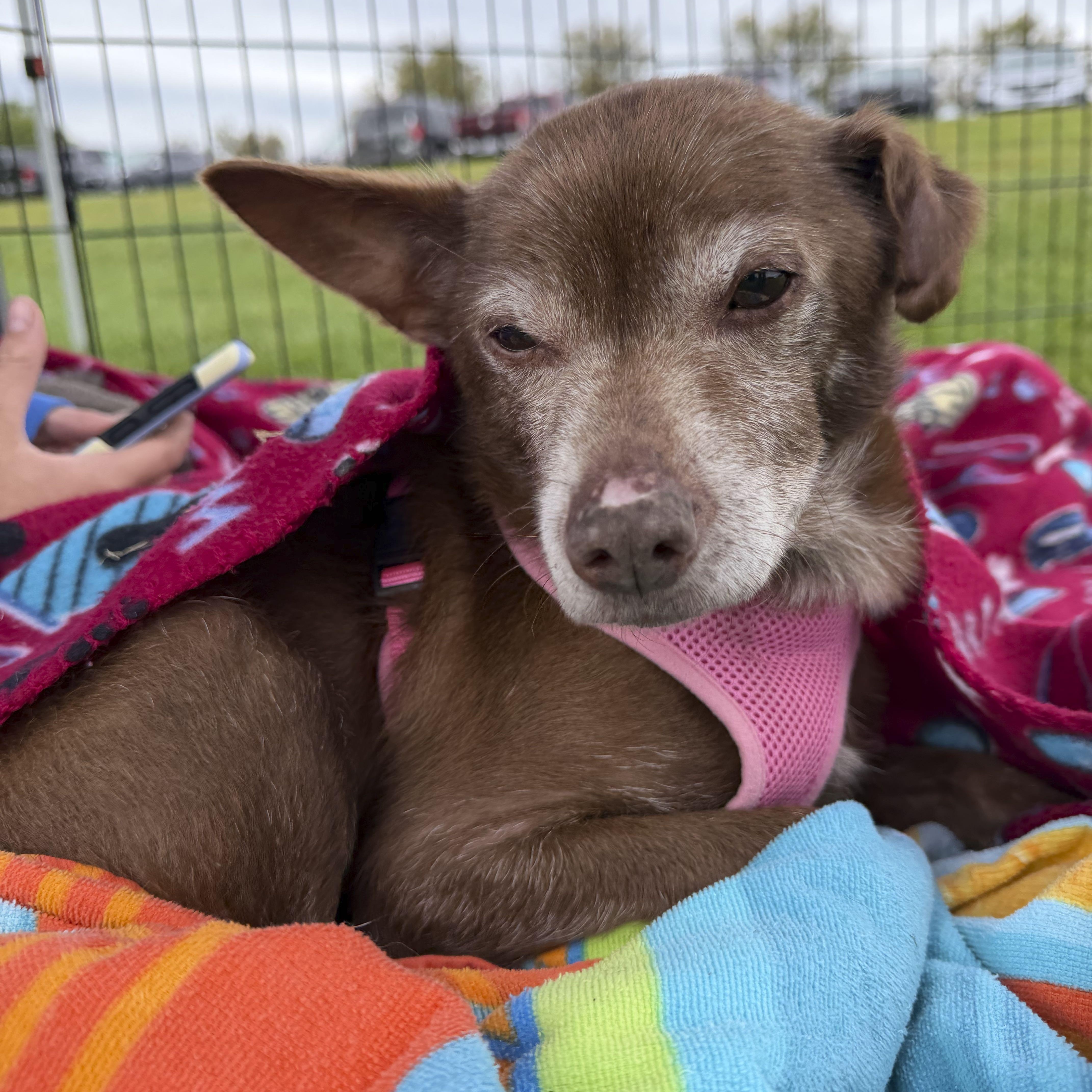 Enlarge Gunner, a Adoptable mixed breed in Omaha, NE image 4/5