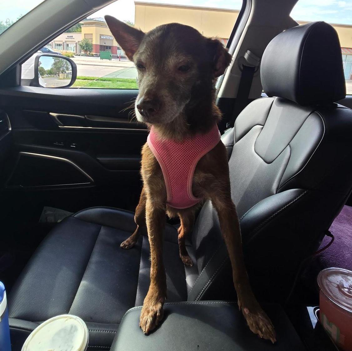 Enlarge Gunner, a Adoptable mixed breed in Omaha, NE image 2/5