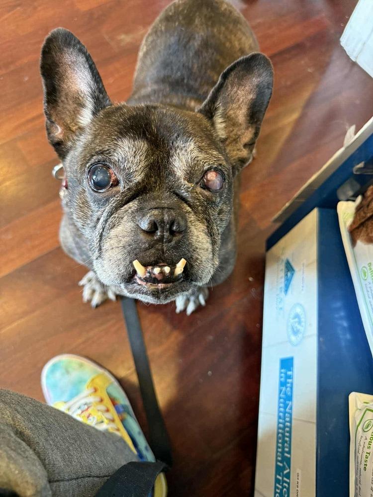 Enlarge Veneers, a Adoptable mixed breed in Groveland, MA image 1/2