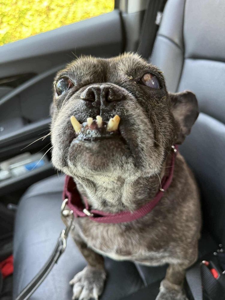 Enlarge Veneers, a Adoptable mixed breed in Groveland, MA image 2/2