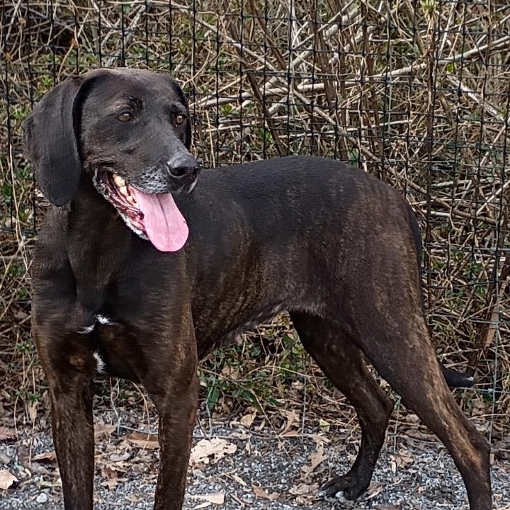 Lucy, ADOPTABLE, Adult Female Hound.