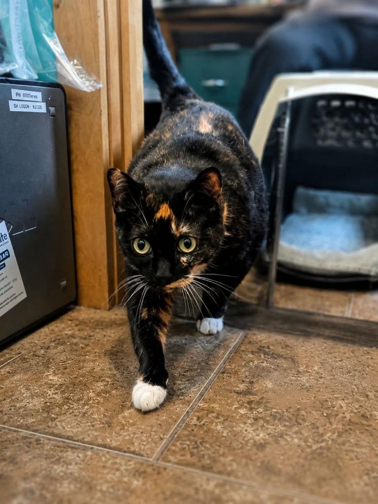 Cleo, Adoptable, Adult Female Domestic Short Hair.
