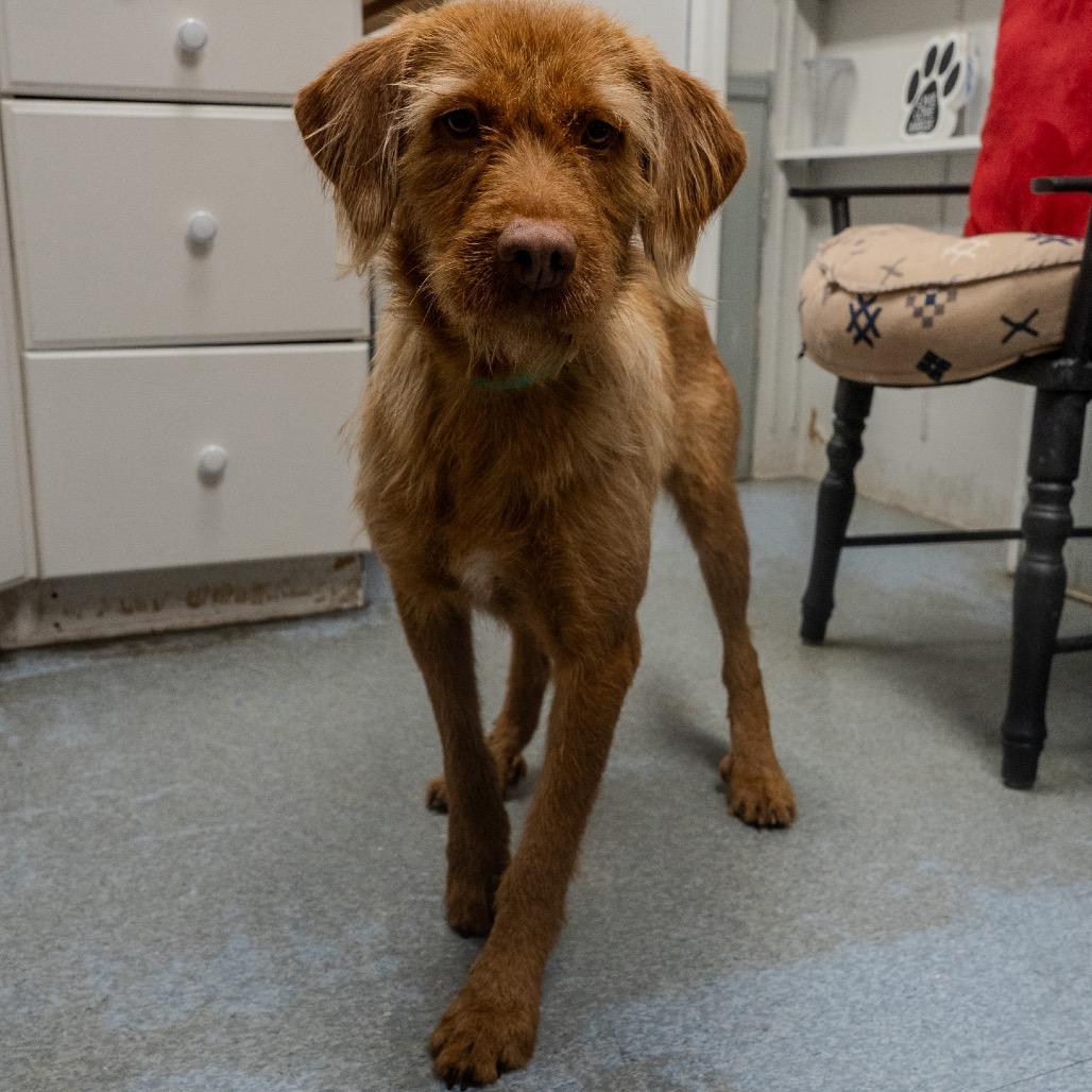 Walnut, Adoptable, Adult Female Wirehaired Terrier.