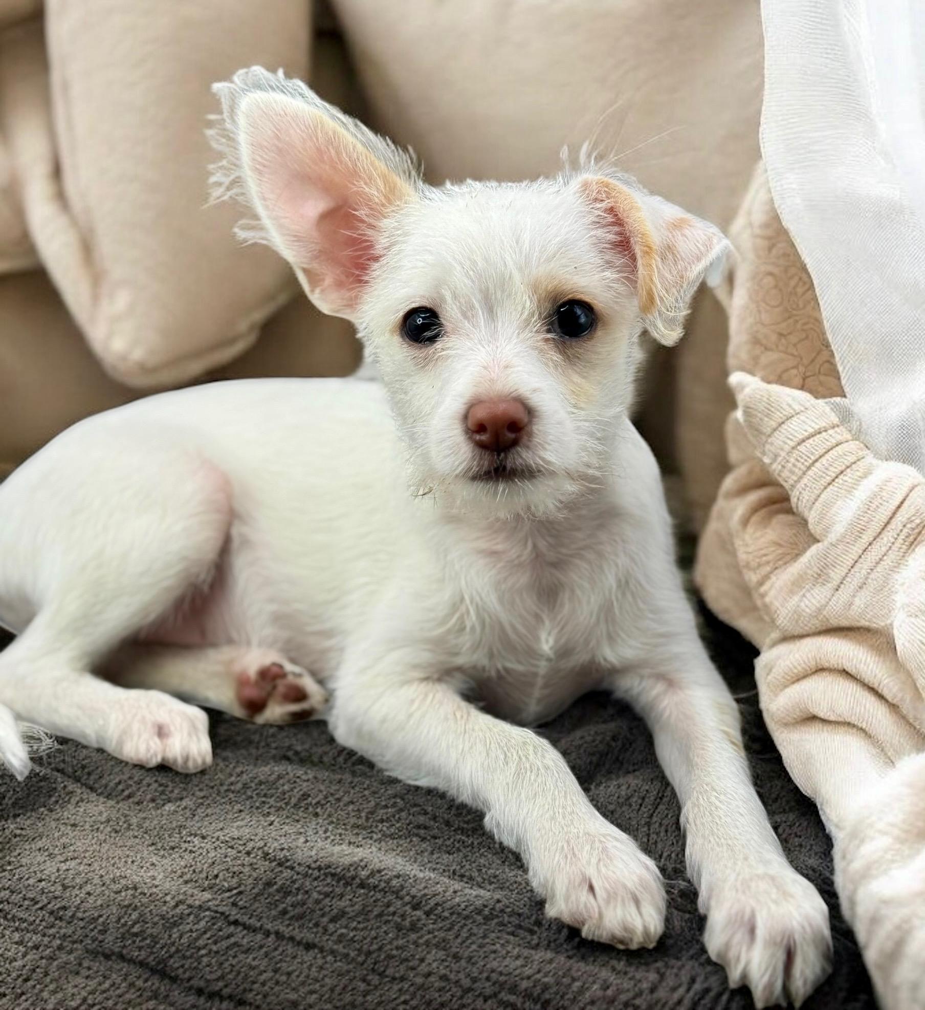 Ziggy (cotton) thumbnail 1