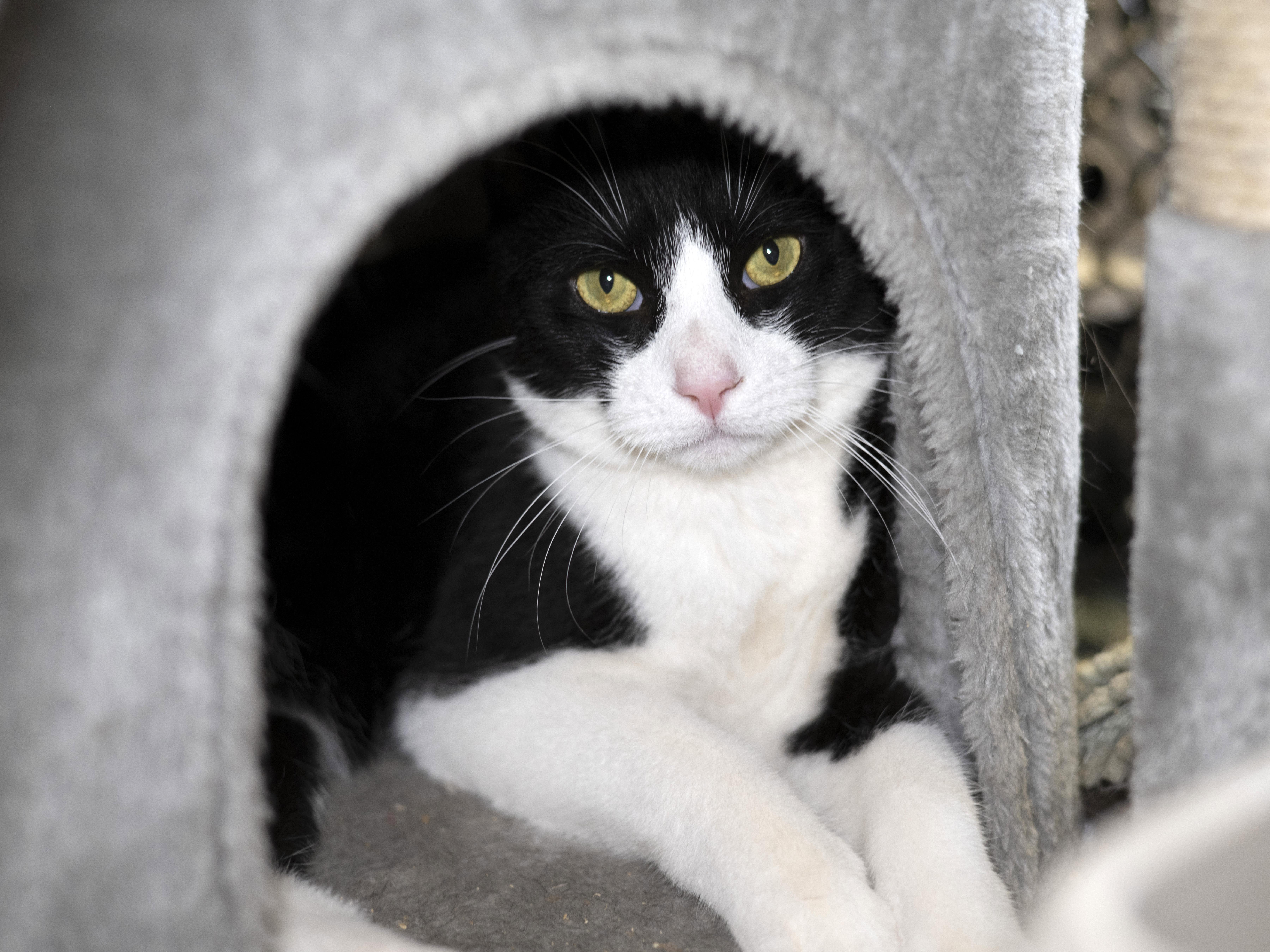 Georgio, a Adoptable mixed breed in Old Bridge, NJ image 2/3