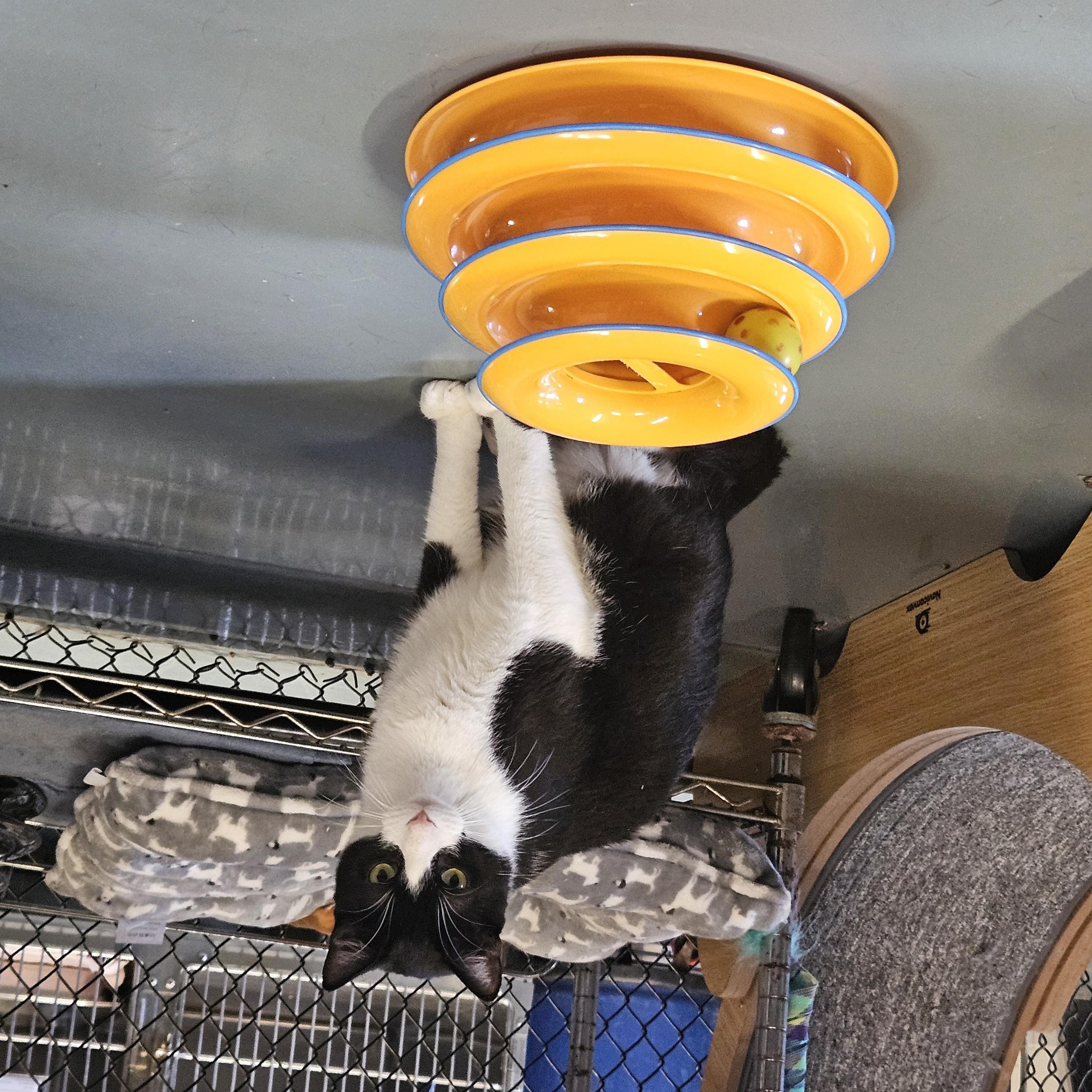 Georgio, a Adoptable mixed breed in Old Bridge, NJ image 3/3