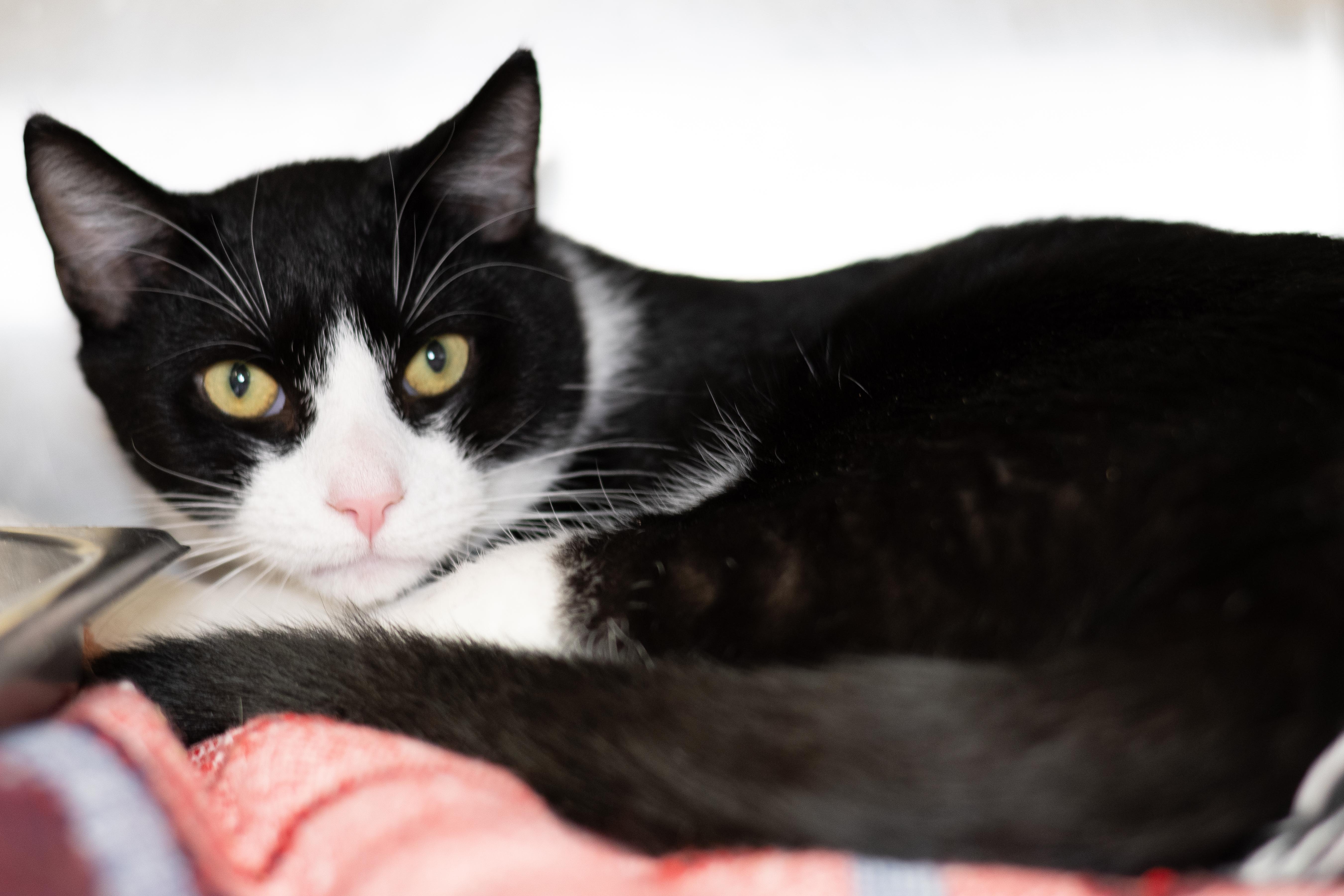 Georgio, Adoptable, Young Male Domestic Short Hair.