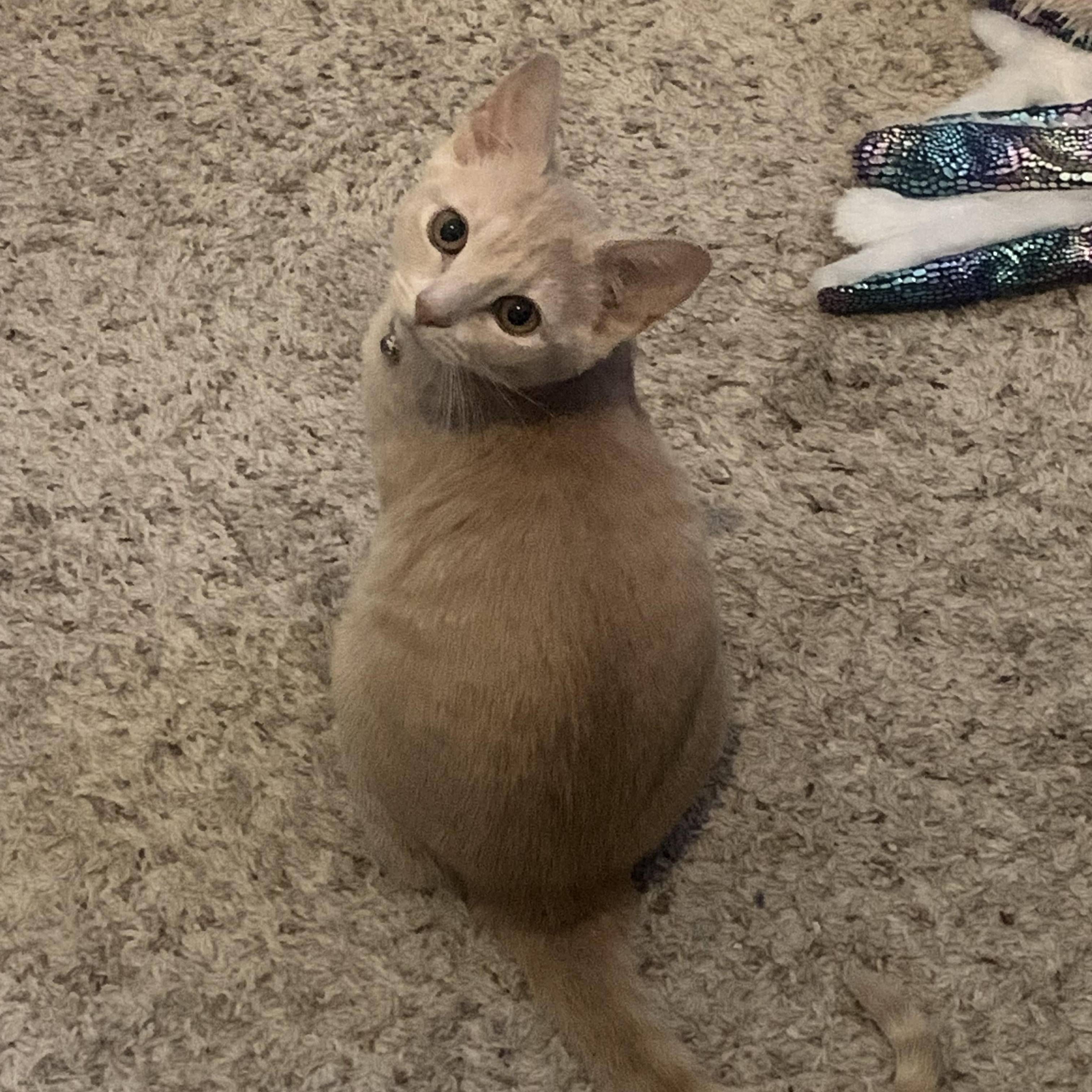 Snow White C5453, a ADOPTABLE Domestic Short Hair in Coppell, TX image 1/6