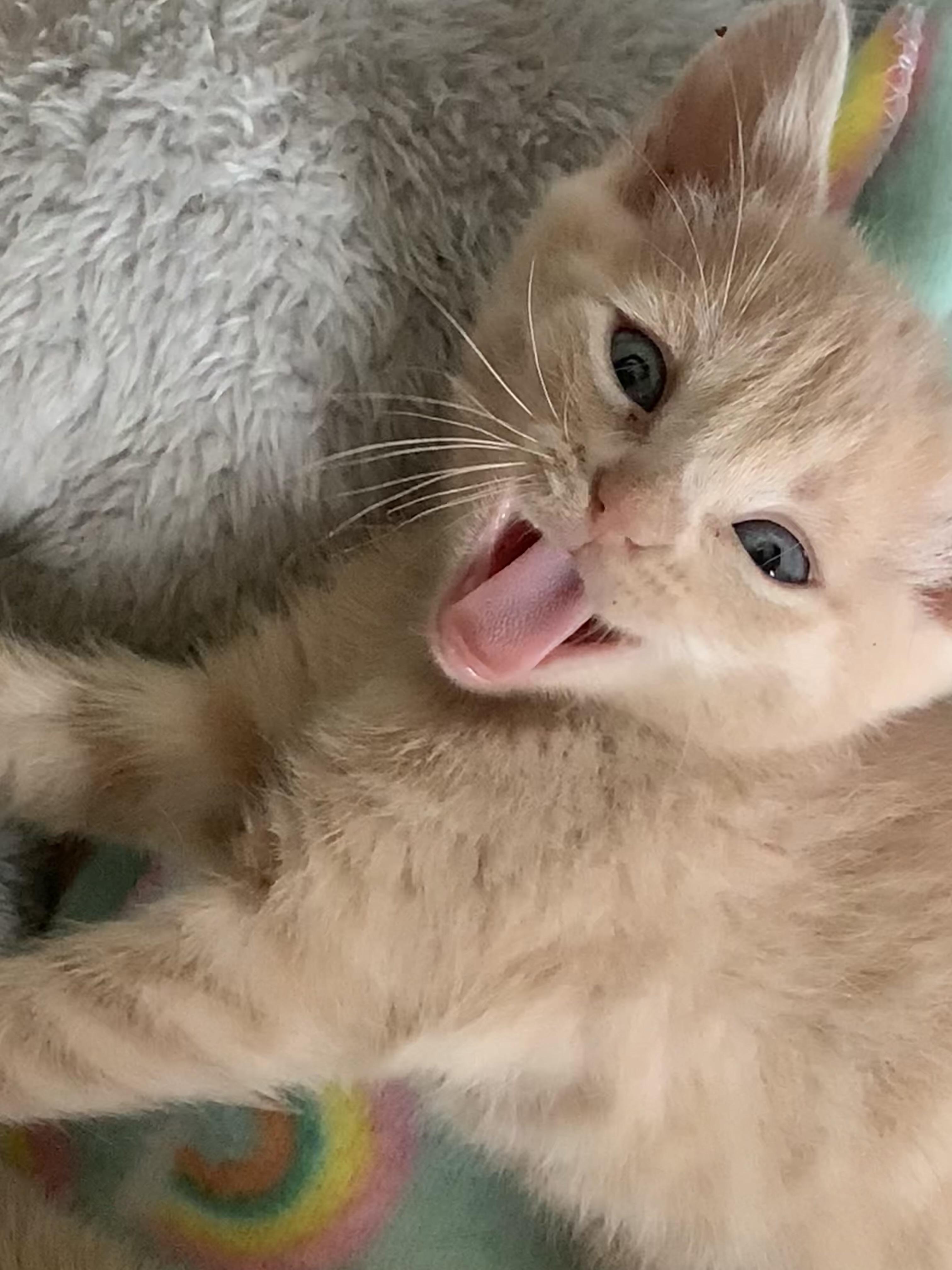 Snow White C5453, a ADOPTABLE Domestic Short Hair in Coppell, TX image 2/6