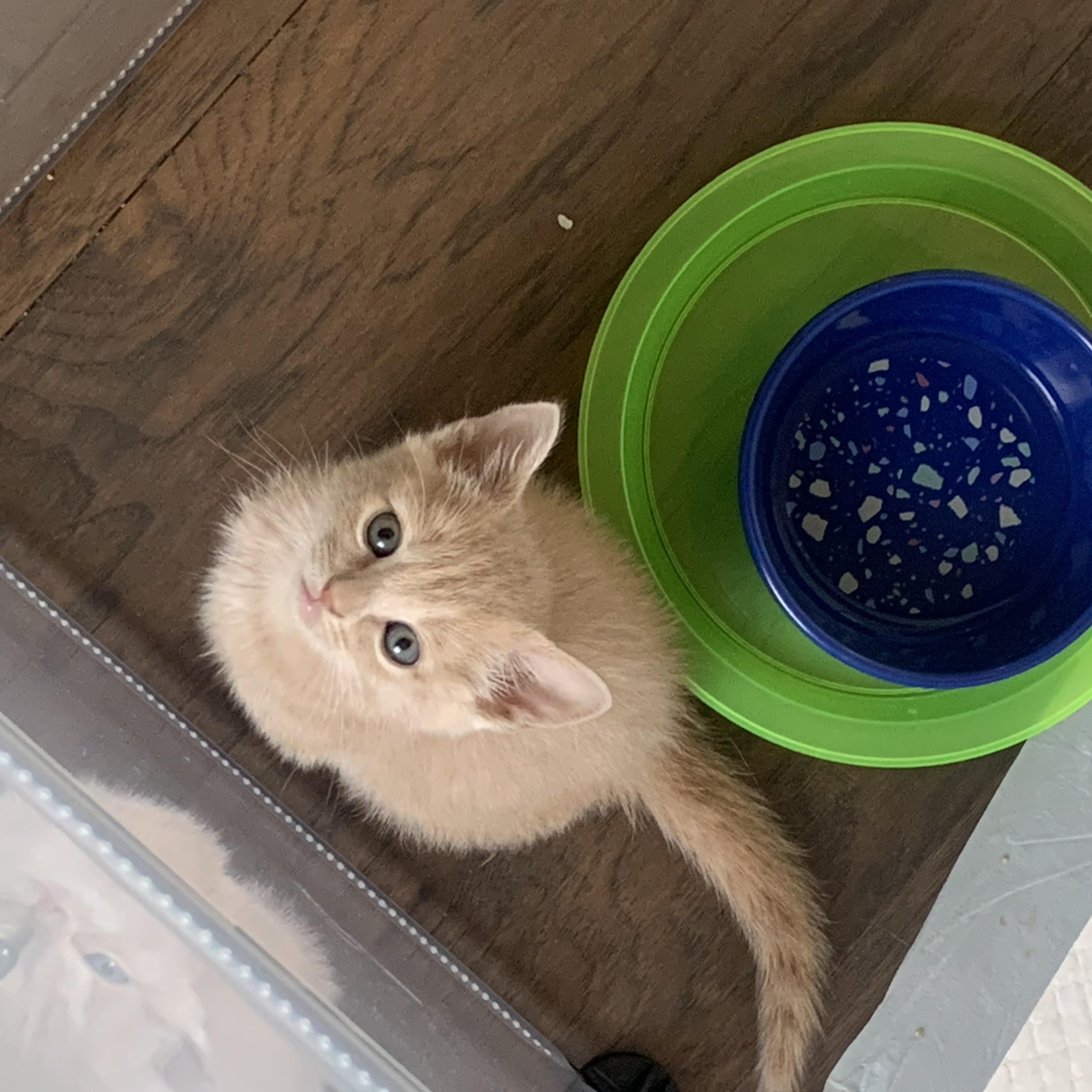 Snow White C5453, adopted, Kitten Female Domestic Short Hair.