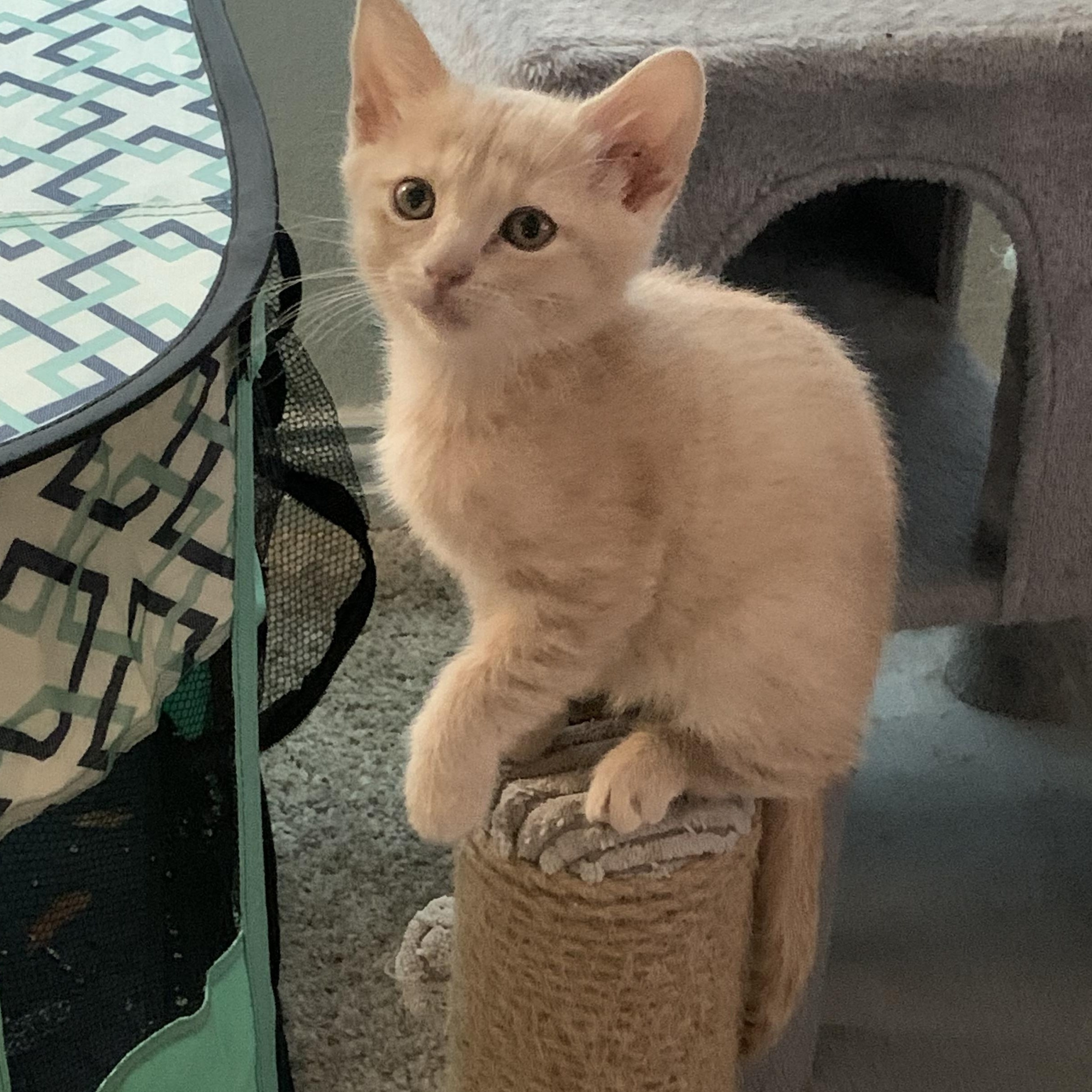 Snow White C5453, a ADOPTABLE Domestic Short Hair in Coppell, TX image 4/6