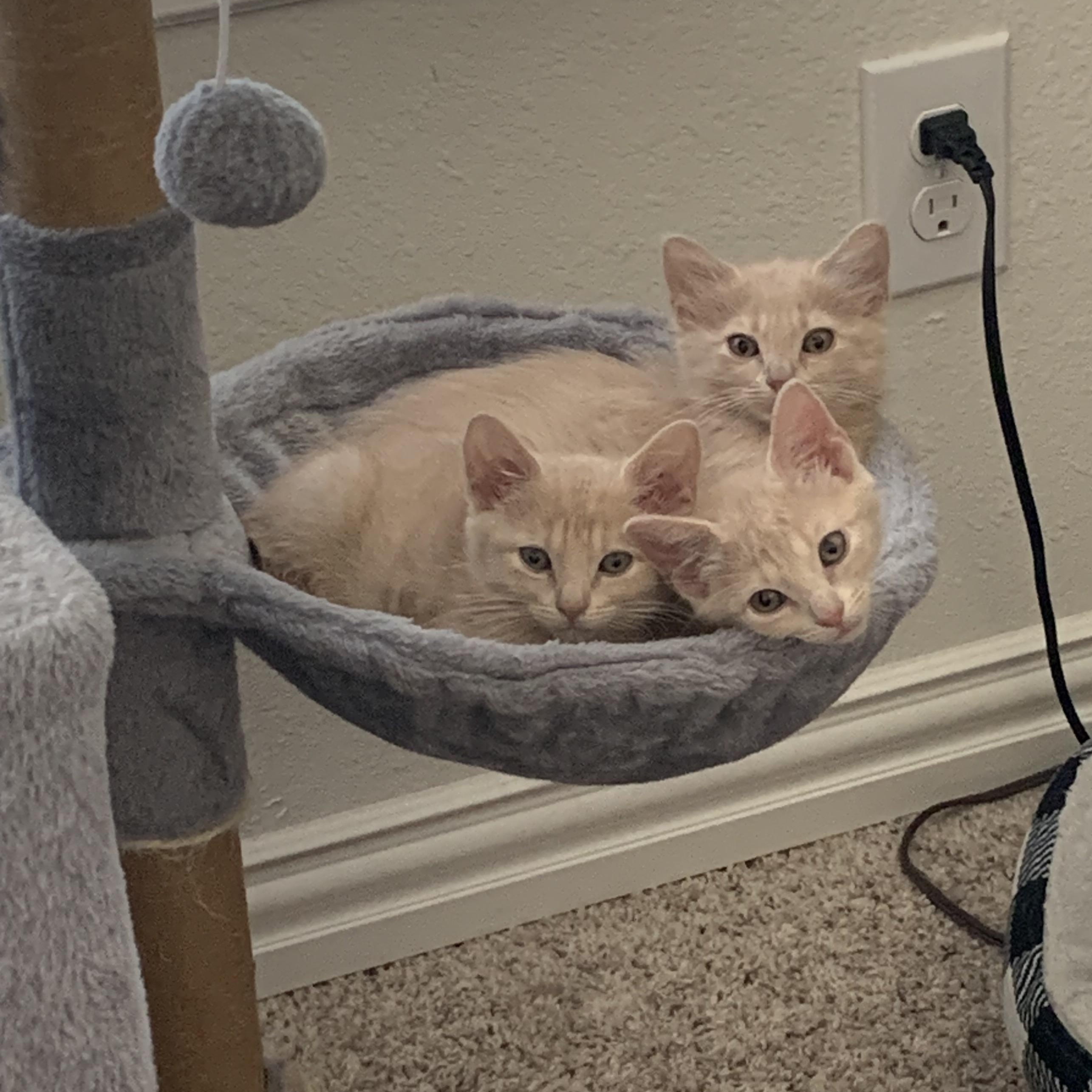 Snow White C5453, a ADOPTABLE Domestic Short Hair in Coppell, TX image 5/6