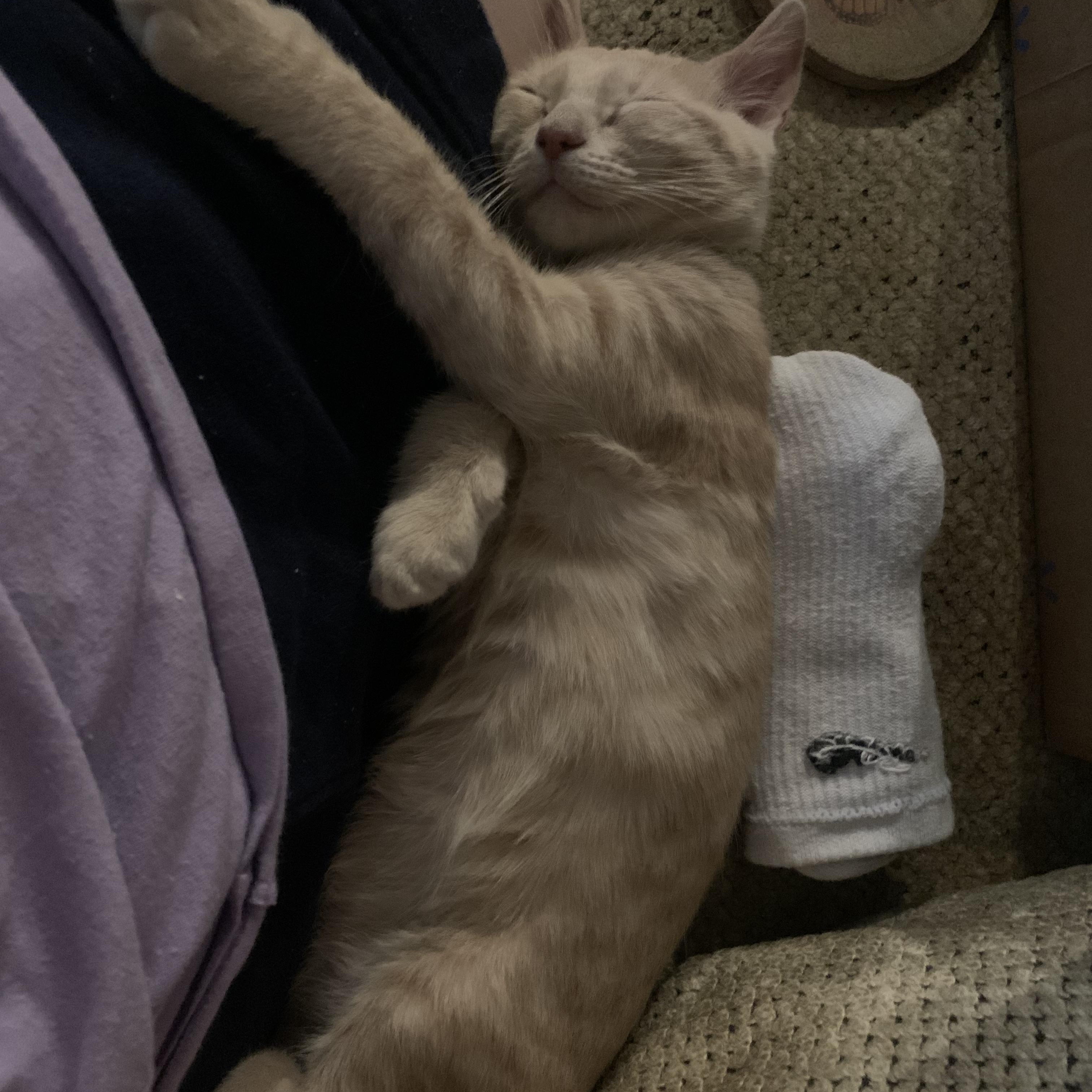 Snow White C5453, a ADOPTABLE Domestic Short Hair in Coppell, TX image 6/6