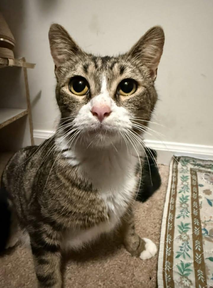 Blanche, an adoptable Domestic Short Hair in Greenville, NC image 3/4
