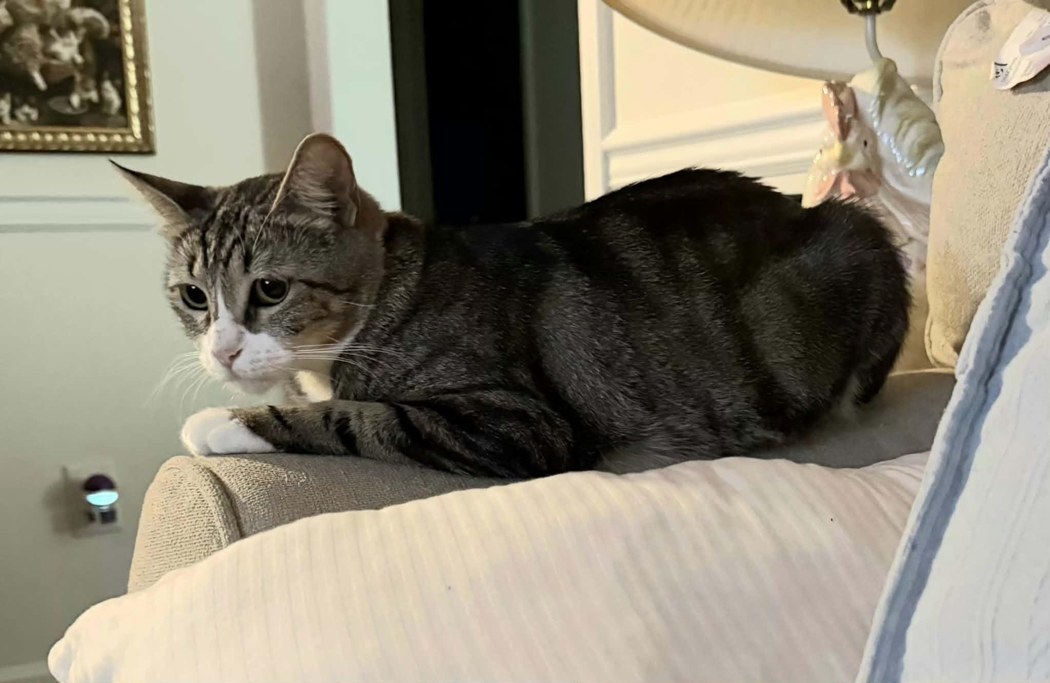 Blanche, an adoptable Domestic Short Hair in Greenville, NC image 4/4