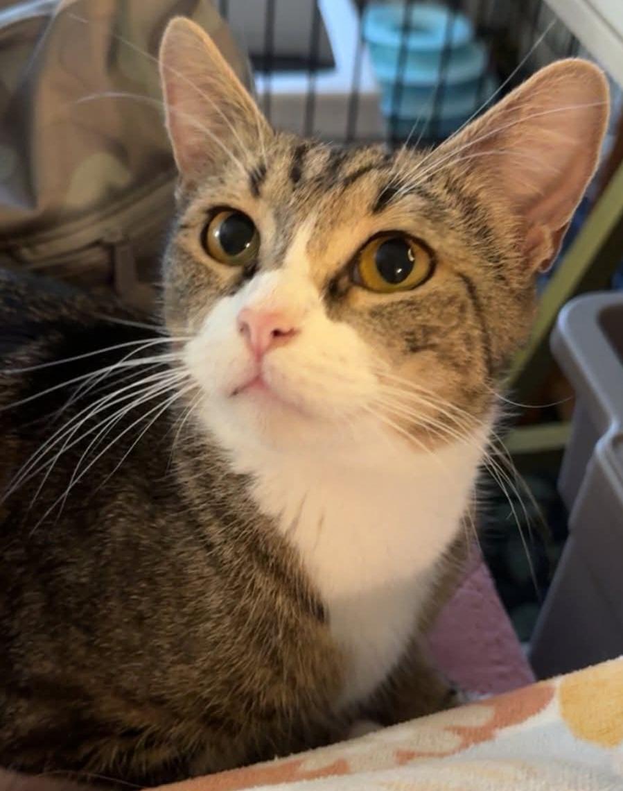 Blanche, an adoptable Domestic Short Hair in Greenville, NC image 2/4