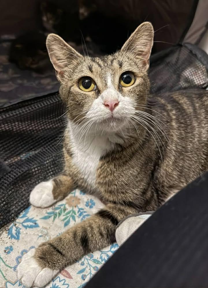 Blanche, an adoptable Domestic Short Hair in Greenville, NC image 1/4