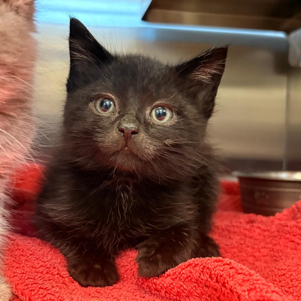 Ozuna- Visit me at the Martin's PawMart!, Adoptable, Kitten Male Domestic Short Hair.