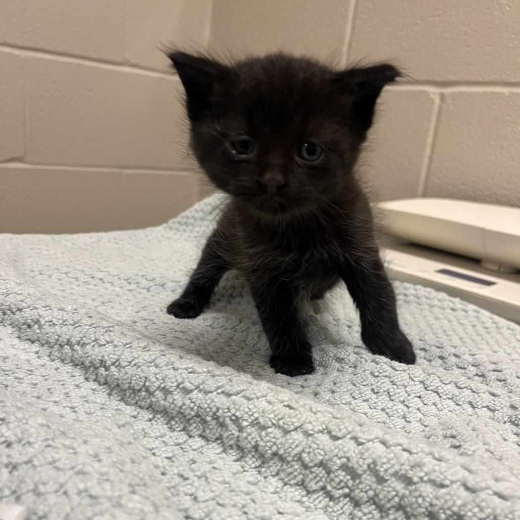 Ozuna- Visit me at the Martin's PawMart!, a Adoptable Domestic Short Hair in Bristol, IN image 2/2