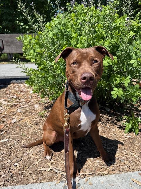 Enlarge HERSHEY (Courtsey Post), a Adoptable mixed breed in Alpharetta, GA image 3/6
