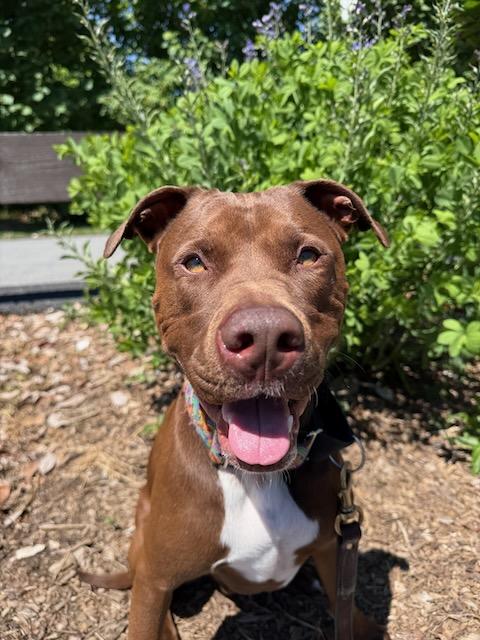 Enlarge HERSHEY (Courtsey Post), a Adoptable mixed breed in Alpharetta, GA image 5/6