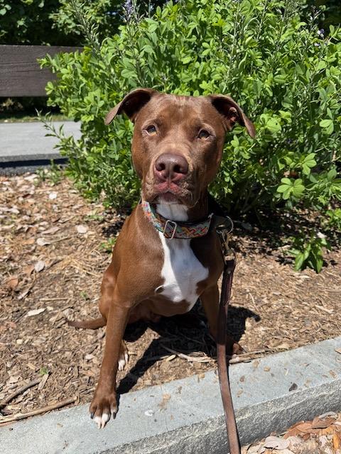 Enlarge HERSHEY (Courtsey Post), a Adoptable mixed breed in Alpharetta, GA image 6/6