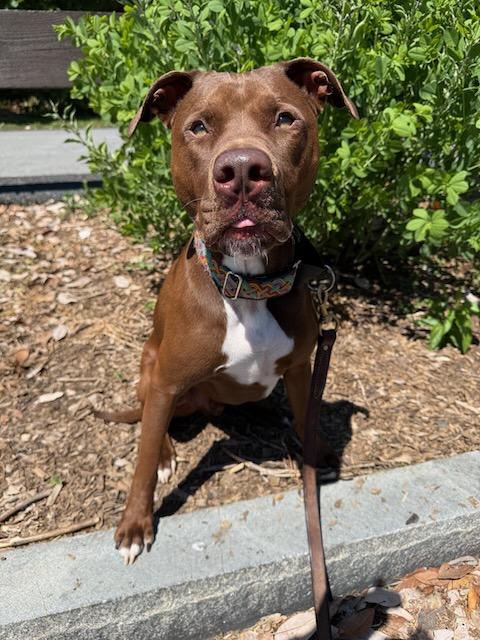 Enlarge HERSHEY (Courtsey Post), a Adoptable mixed breed in Alpharetta, GA image 2/6