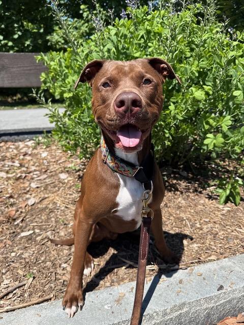 HERSHEY (Courtsey Post), Adoptable, Adult Male Pit Bull Terrier & Chocolate Labrador Retriever.