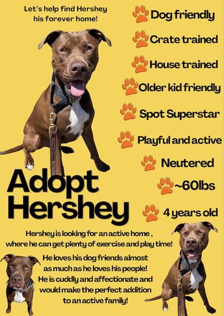 Enlarge HERSHEY (Courtsey Post), a Adoptable mixed breed in Alpharetta, GA image 4/6