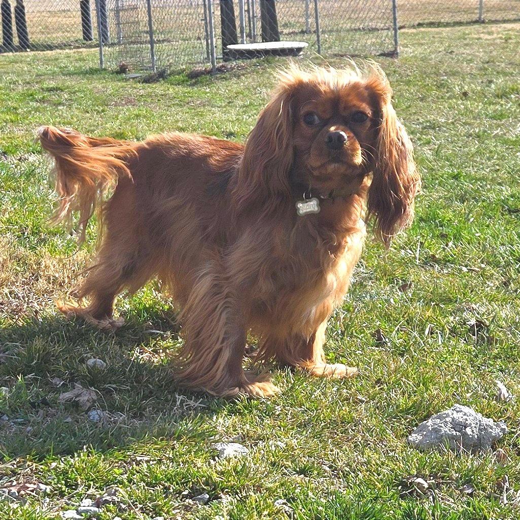 Calcifer, Adoptable, Adult Male Mixed Breed.