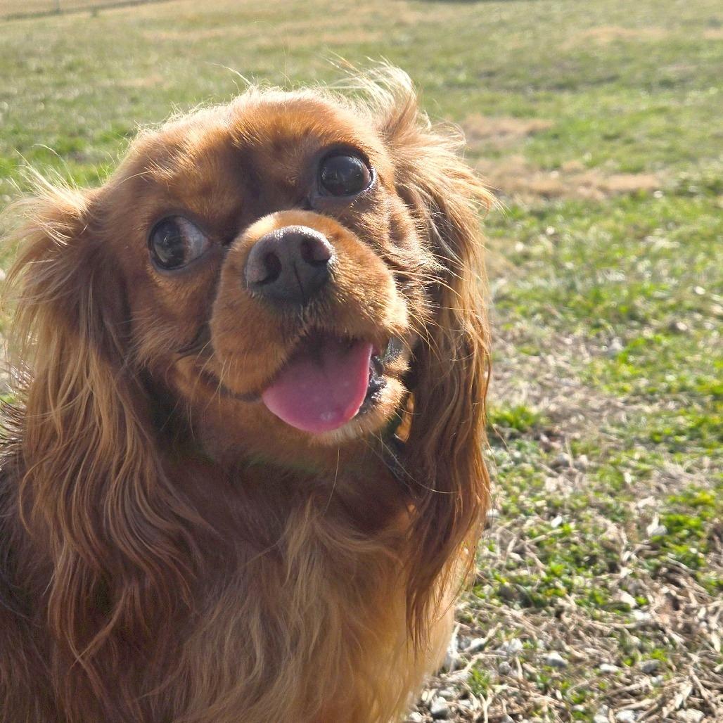 Enlarge Calcifer, a Adoptable Mixed Breed in Hendersonville, NC image 2/3