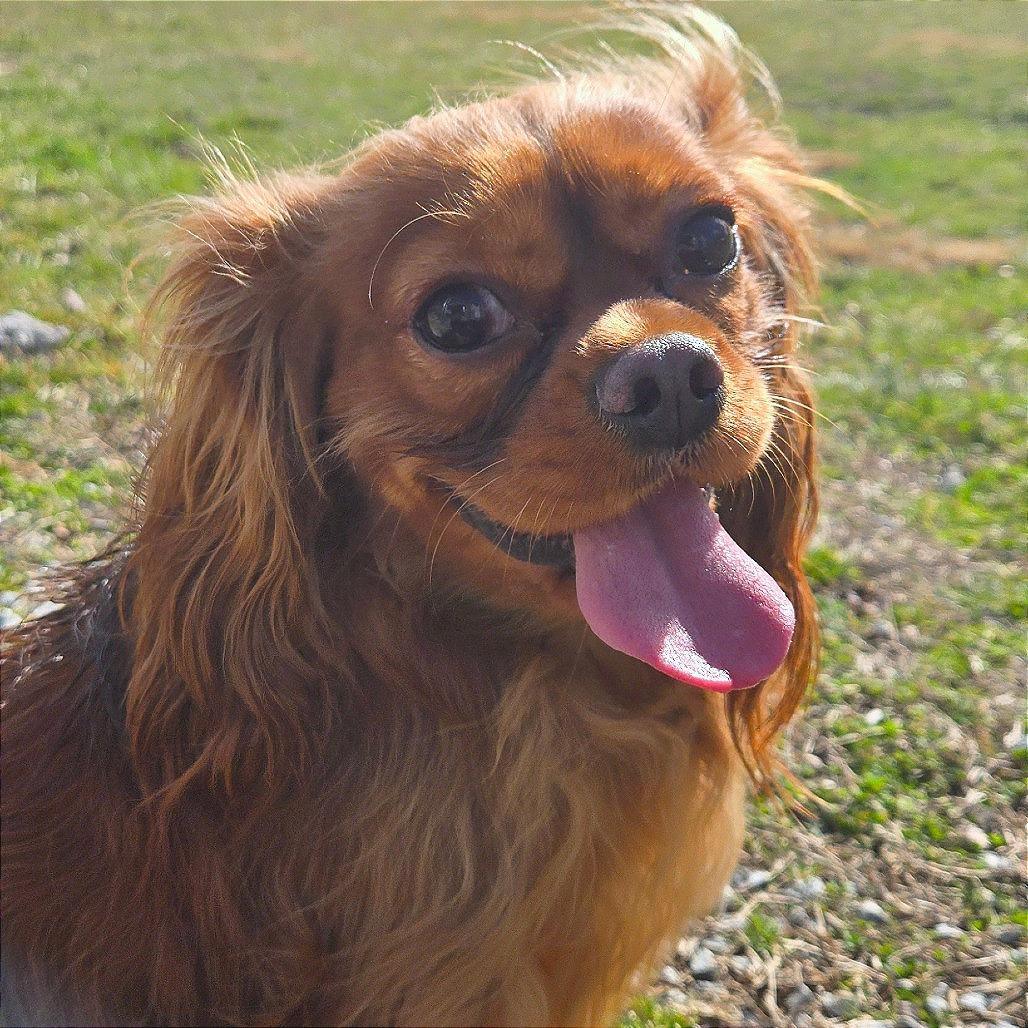 Enlarge Calcifer, a Adoptable Mixed Breed in Hendersonville, NC image 3/3