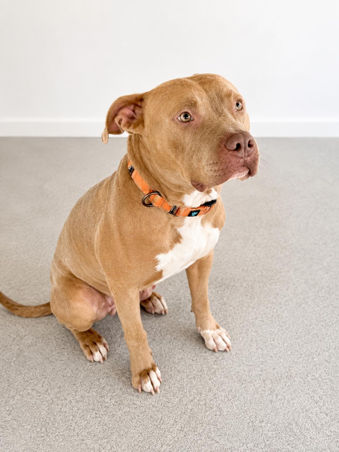 Enlarge Hazel, an adopted Mixed Breed in thomson, GA image 1/1