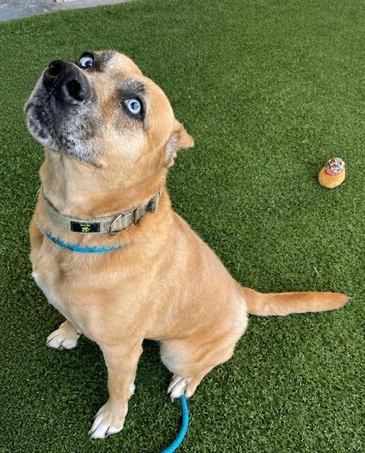 Enlarge MADAM MIM, a Adoptable Black Mouth Cur in Baytown, TX image 1/1