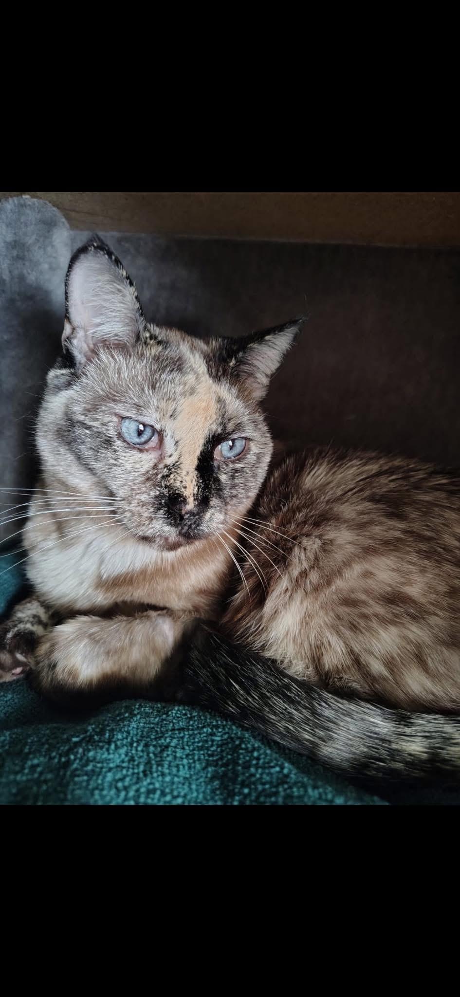 Enlarge Suri, an adopted Domestic Short Hair in Missoula, MT image 1/1