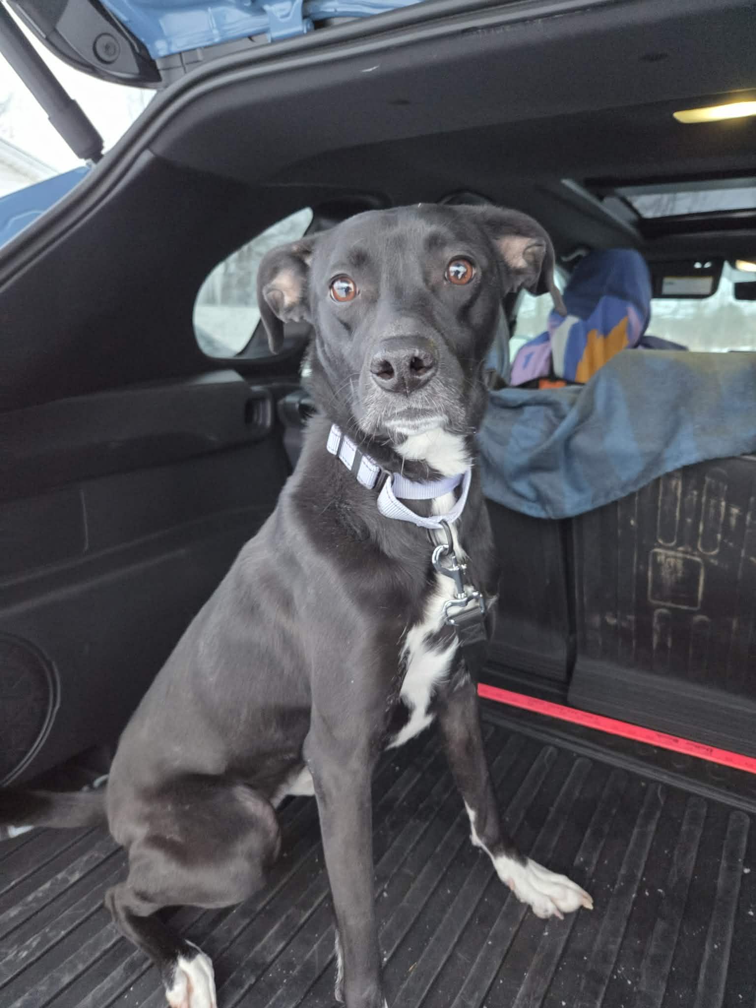 Enlarge Bindi-Foster to Adopt, a ADOPTABLE mixed breed in Medina, OH image 3/5