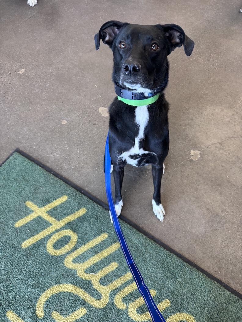 Bindi-Foster to Adopt, ADOPTABLE, Young Female Black Labrador Retriever.