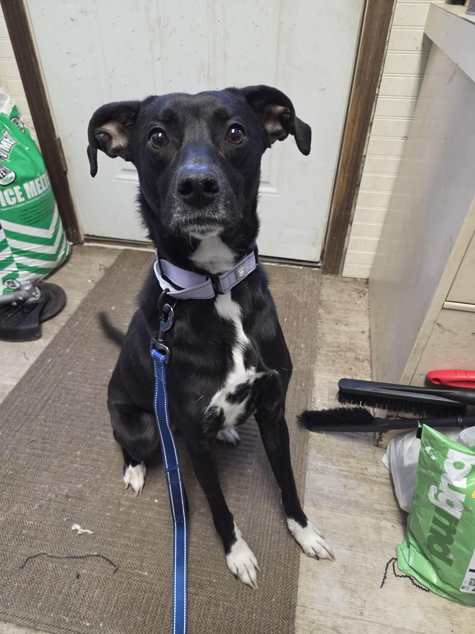 Enlarge Bindi-Foster to Adopt, a ADOPTABLE mixed breed in Medina, OH image 4/5