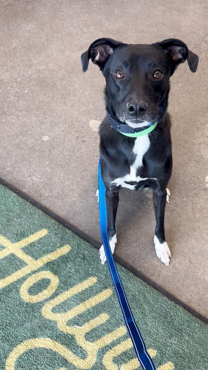 Enlarge Bindi-Foster to Adopt, a ADOPTABLE mixed breed in Medina, OH video 2/5